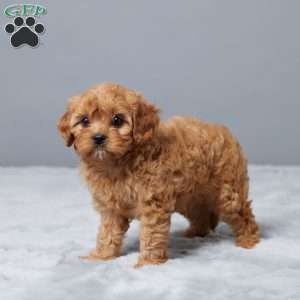 Marshall, Cavapoo Puppy